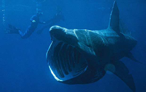 La Bible et Le Coran se rejoignent Megamouth_shark_cryptid