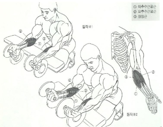 전완근에 대한 이미지 검색결과