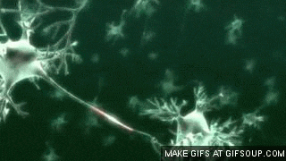 Risultati immagini per sinapsi.gif