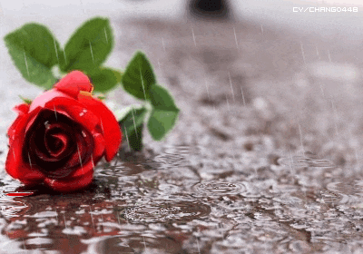 ²É gif¿¡ ´ëÇÑ À̹ÌÁö °Ë»ö°á°ú