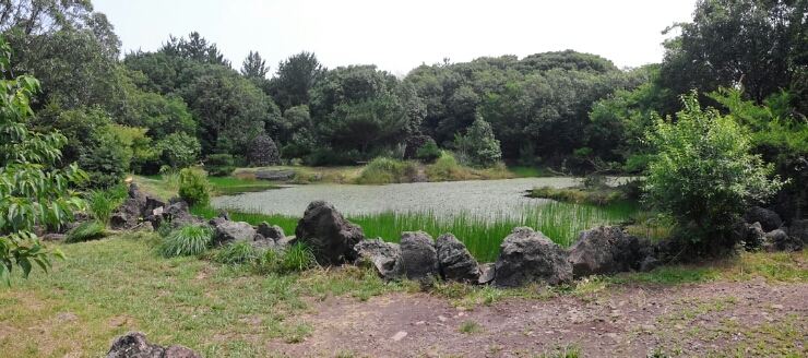 제주도 곶자왈과 람사르 습지 : 선흘리 동백동산