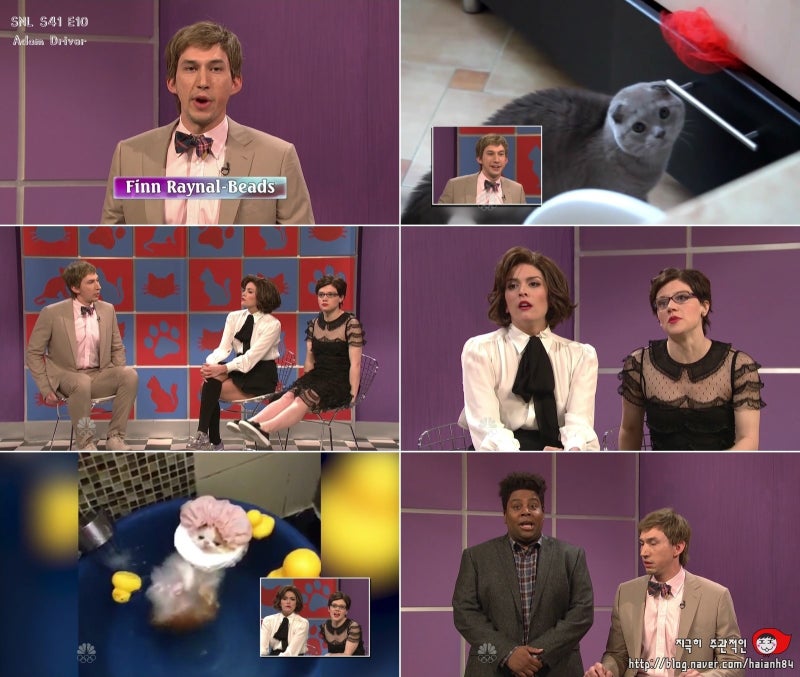 Snl America S Funniest Cats Snl America S Funniest Cats