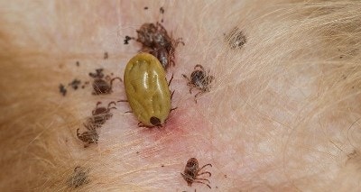 If My Cat Has Worms Can My Baby Get Them If My Cat Has Worms Can My Baby Get Them