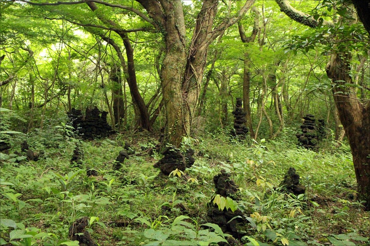제주도 여행 / 비자림