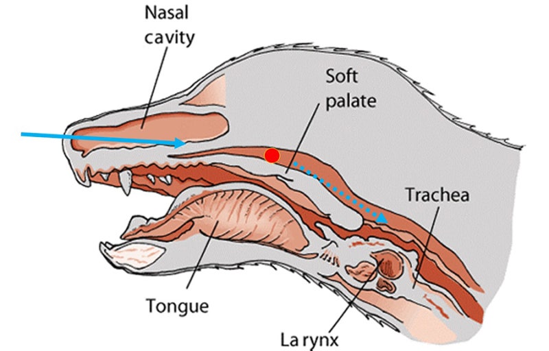 Nasopharyngeal Turbinates In Brachycephalic Dogs And Cats Nasopharyngeal Turbinates In Brachycephalic Dogs And Cats
