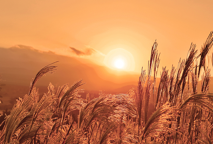 [이니스프리] NEW 2016 제주 컬러 피커 산굼부리 컬렉션 - 억새꽃 메이크업