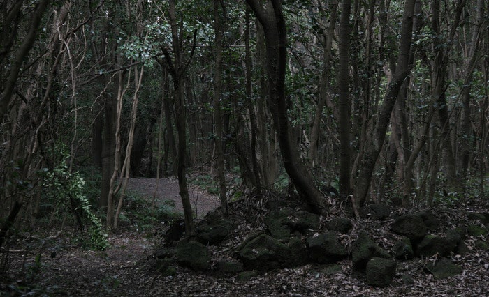 [세계자연유산 | 제주의 습지보호지역 - 동백동산]