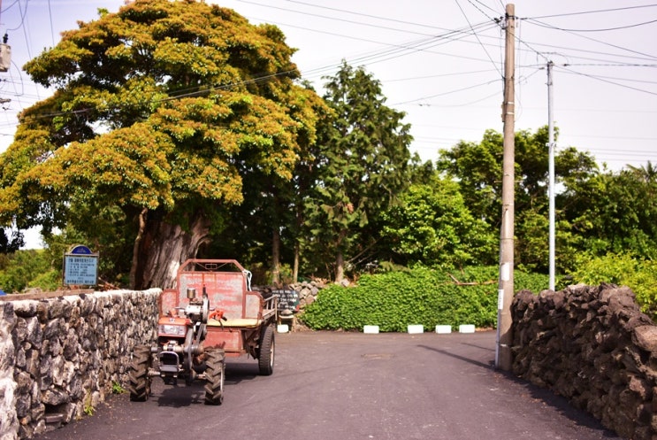 제주 조천읍 선흘리 마을