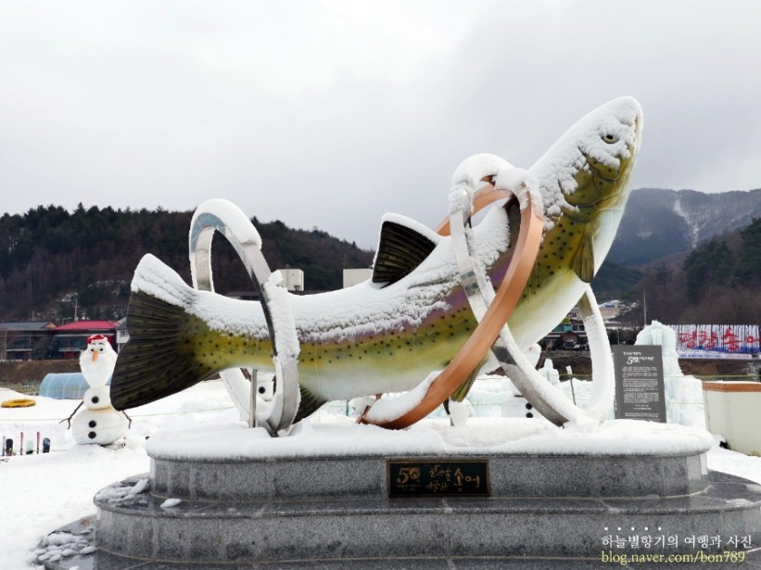Festival  Ikan Trout Pyeongchang