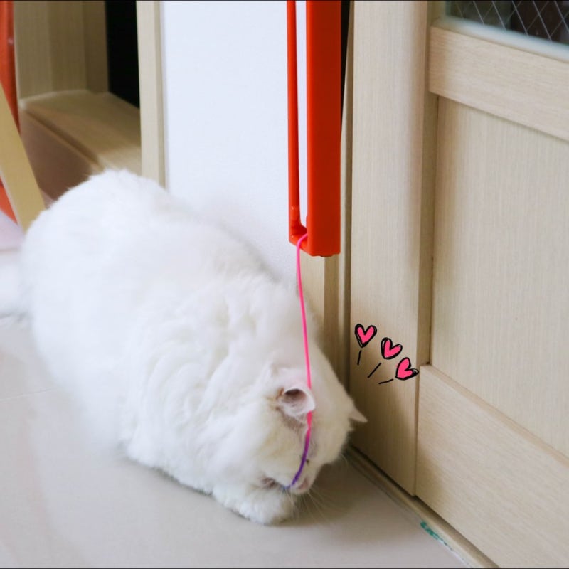 고양이 자동 장난감 Moody Pet Flingamastring 네이버 블로그