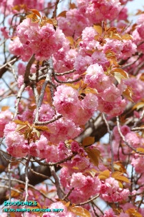 겹벚나무 칸잔 サクラ カンザン 桜 関山 네이버 블로그